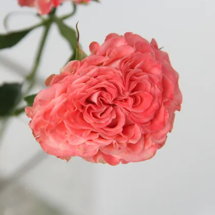2022 Newest Wholesale Fresh Cut Flowers Spray Head Roses for Home Decoration