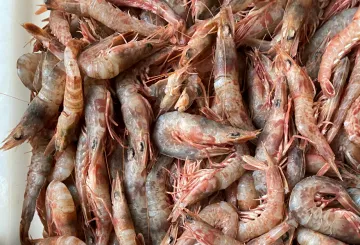 Frozen Whiskered Velvet Sea Shrimp