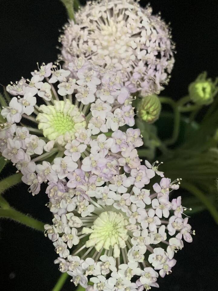 Pink Lace Flower