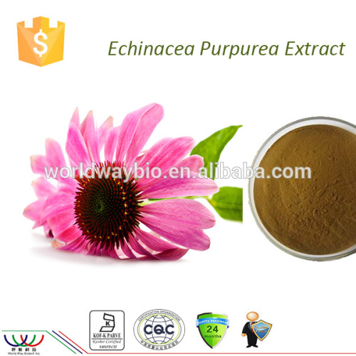 Promote male sexual function cGMP FDA Kosher HACCP chicoric acid polyphenol echinacea purpurea extract echinacea extract