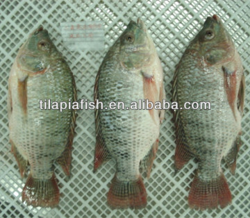 frozen fresh gutted tilapia food