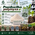 مسحوق بروبيوتيك Paenibacillus polymyxa للزراعة وإدارة الجذور