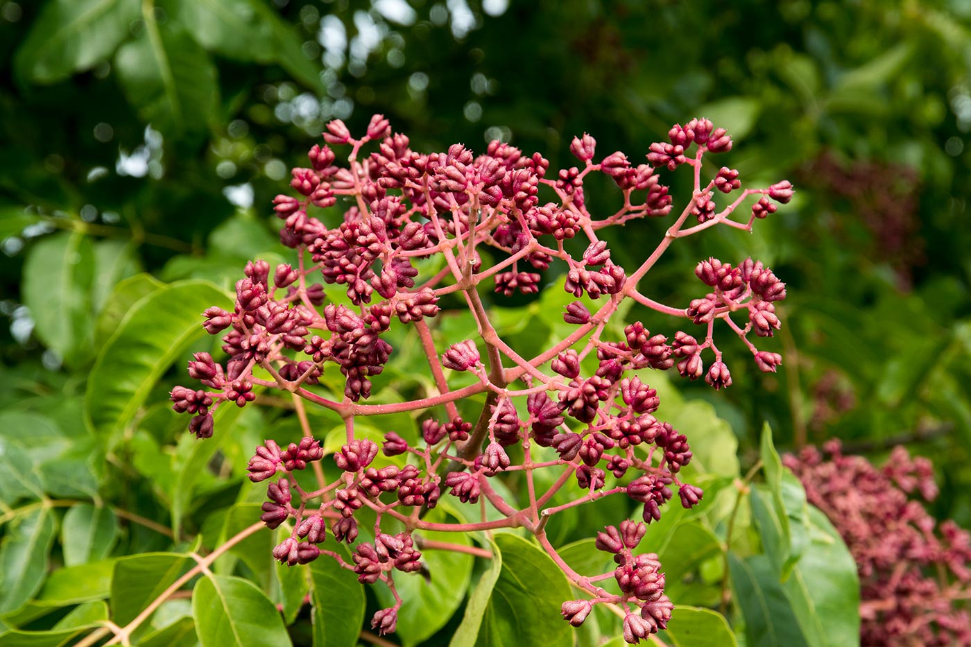 Evodia Fruit Extract Powder