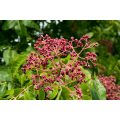 Evodia Fruit Extract Powder