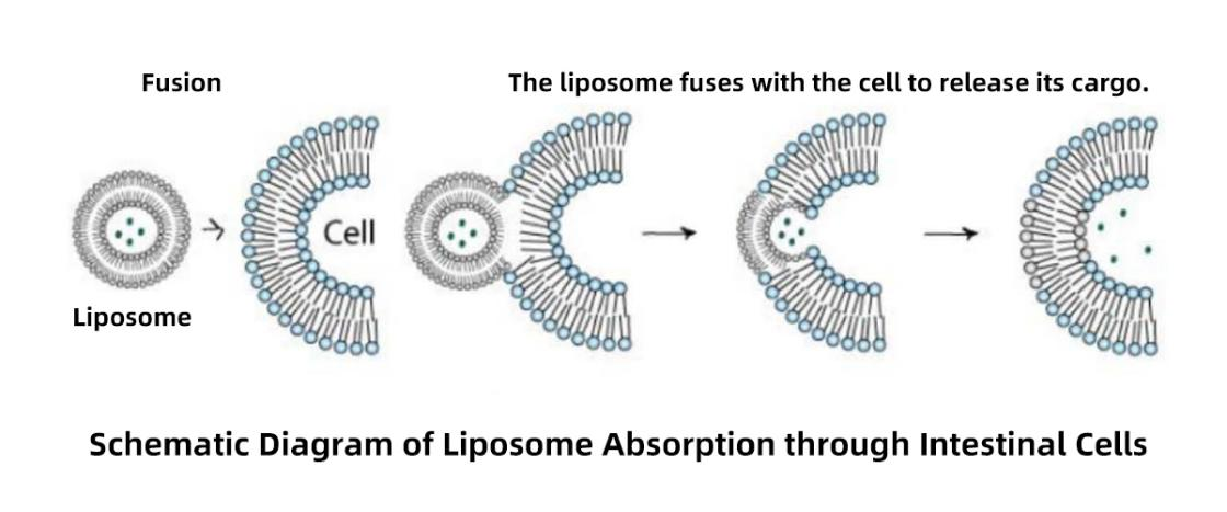 liposomal glutathione powder benefits