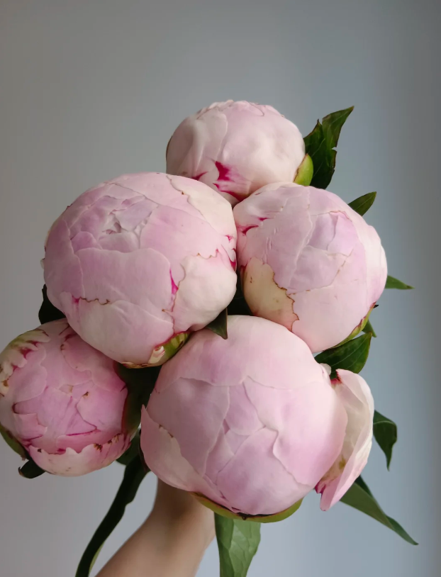 Paeonia lactiflora 'Sarah Bernhardt'