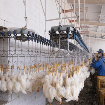 China Slaughter House Sprzęt: producenci linii przetwarzania z kurczaka