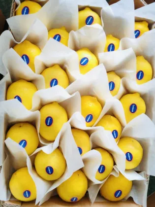 Fresh Citrus Lemon Sour