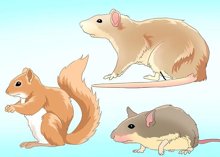 how-to-catch-a-rat-in-the-house-image-titled-catch-a-rodent-in-your-house-step-1-catch-rat-in-my-house how-to-catch-a-rat-in-the-house-image-titled-catch-a-rodent-in-your-house-step-1-catch-rat-in-my-house