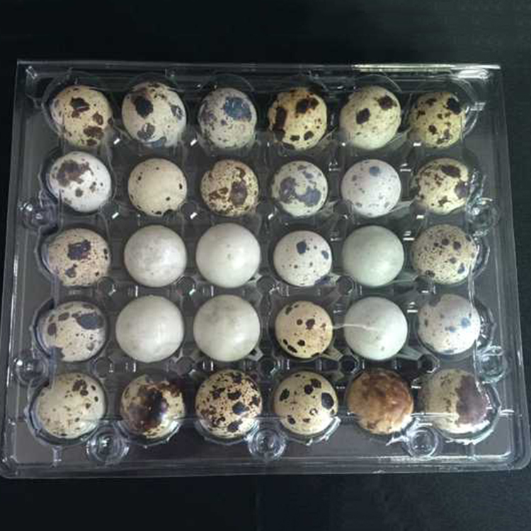 24holes clear tray plastic quail egg carton