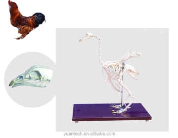  YA/B101 Hen Skeleton Medical Model - Detailed Anatomy Reference 