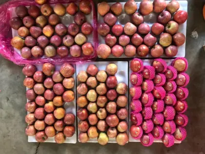 Mountain Plastic Bagged FUJI