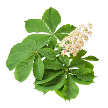 Horse chestnut extract powder for sale