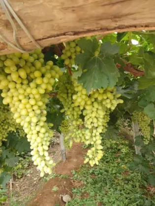 Fresh Thompson seedless grape