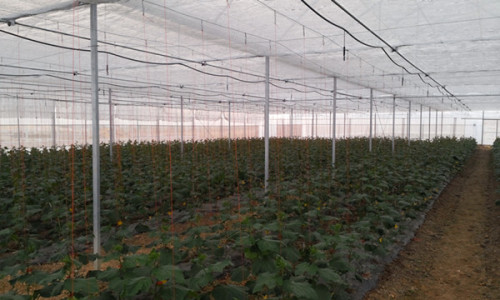 automatic shading system for greenhouses