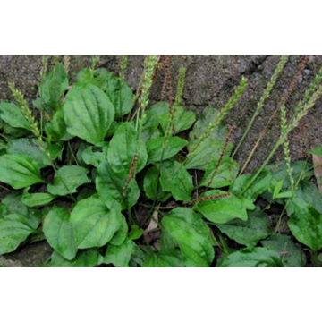Herbal Semen Plantaginis Extract Powder