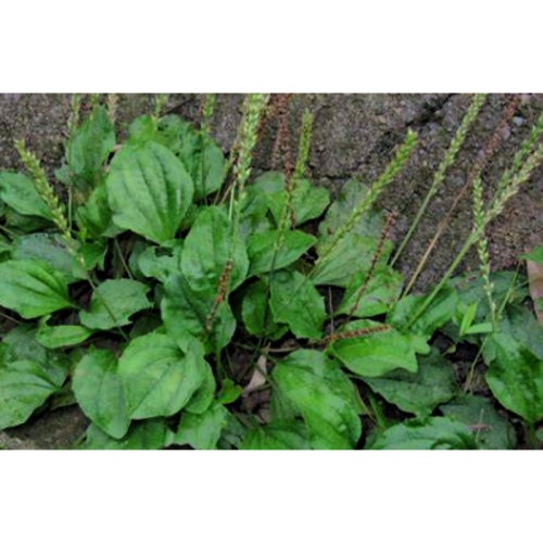 Herbal Semen Plantaginis Extract Powder