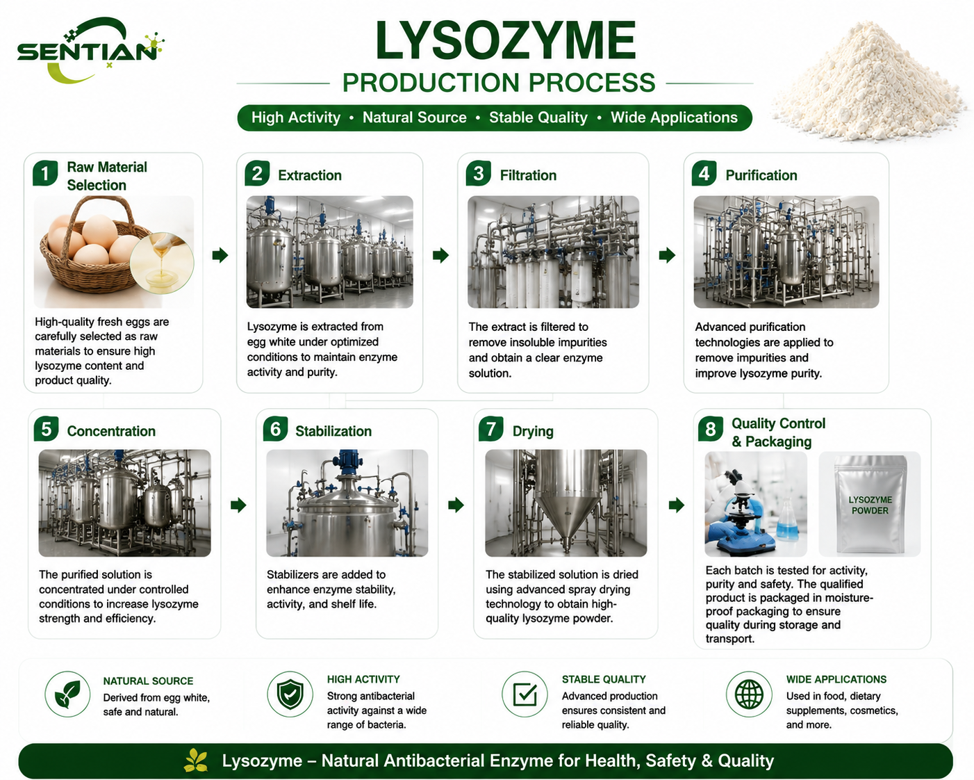 Lysozyme1