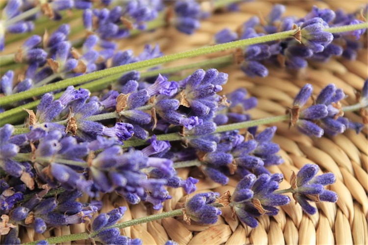 Vente en gros d&#39;huile essentielle de lavande biologique