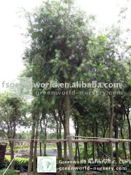 callistemon viminalis big potted trees
