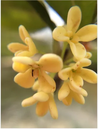 0.6X skina 37mm for oneplus 2 camera lens mobile phone lens