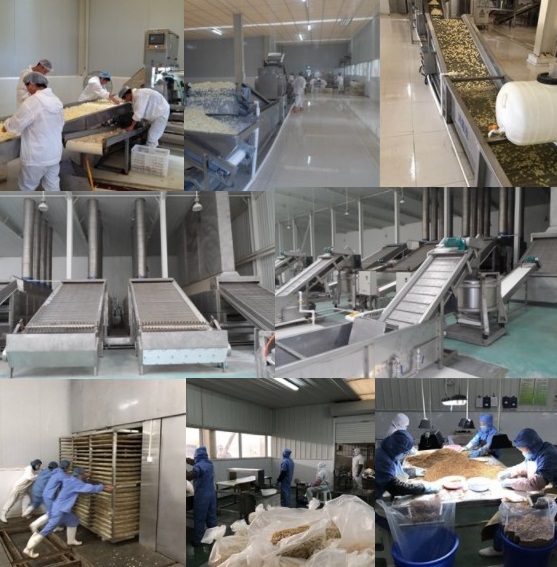 Chinese New Crop Best Garlic Powder Processing