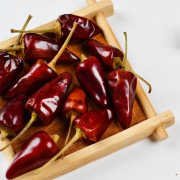 Capsicum frutescens var 100% pelbagai lada semulajadi