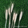 Factory direct sales of natural wheat fields dried flower dried wheat barley plant art film props live flowers 100 pieces/pack