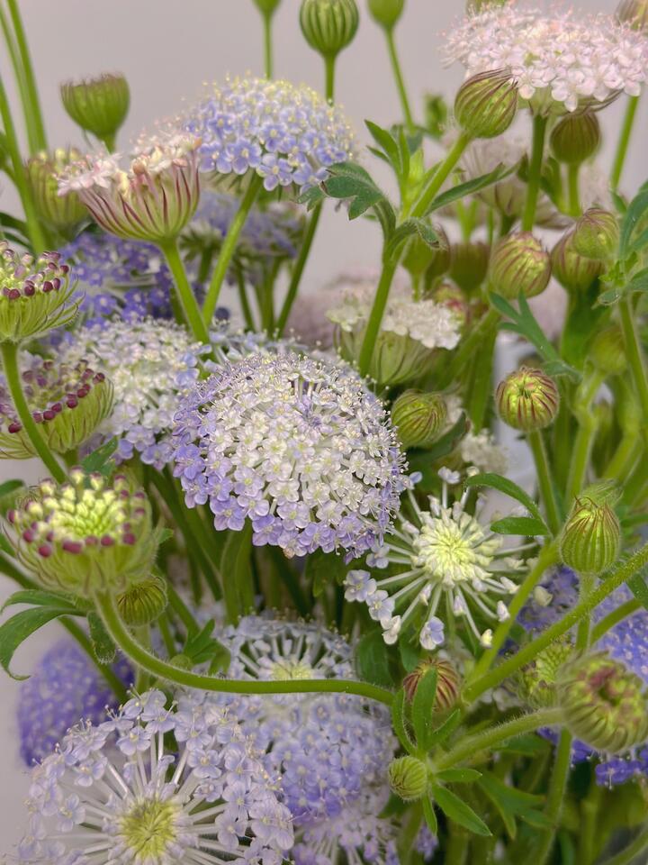 Purple Lace Flower