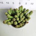 CEASSUlaceae met snelle levering