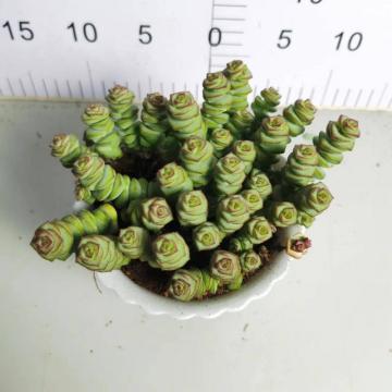 빠른 배송으로 Ceassulaceae