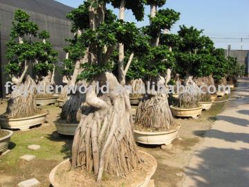 Ficus microcarpa stump shape