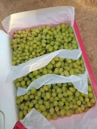 Fresh Thompson seedless grape