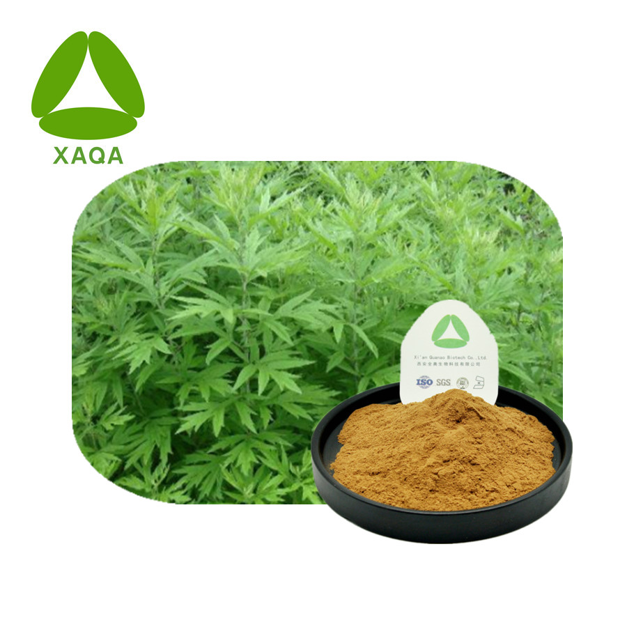 Folium Artemisiae Argyi Mugwort Extract Powder 10:1