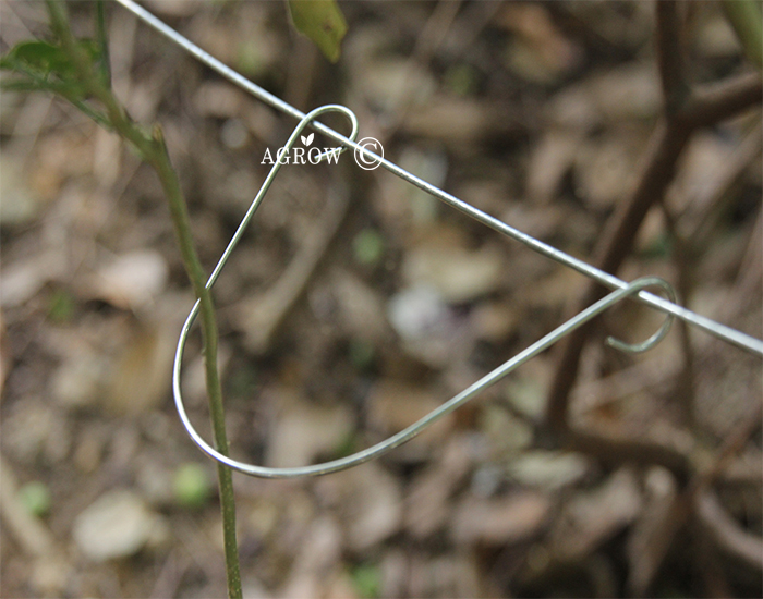 Galvanized Trellis Clips