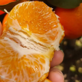ماندارین شیرین Orah برای رشد بازار میوه های تازه