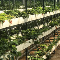 Saluran Hydroponics Strawberry Gully Komersial