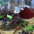 high quality Black elderberry extract powder