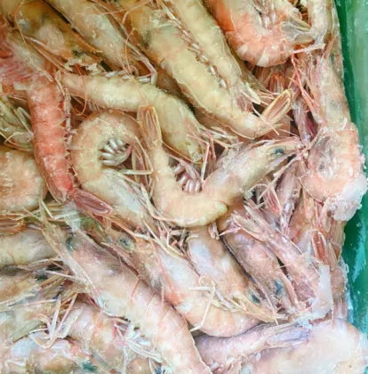 Frozen Sea Shrimp Sand Shrimp
