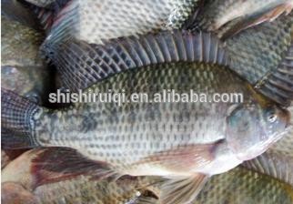 FROZEN TILAPIA CHEAPEST PRICE