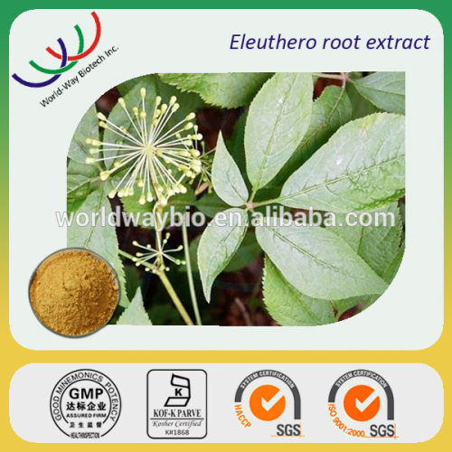 High purity extraction of China herb! 1.5% eleutherosides supply siberian ginseng extract powder                        
                                                Quality Choice