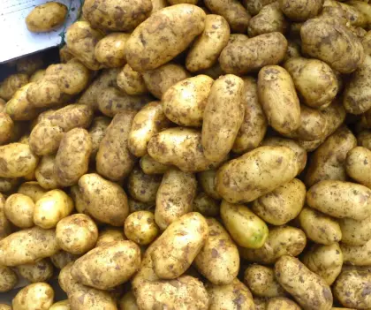 Farm Fresh Potato For Export With Low Price