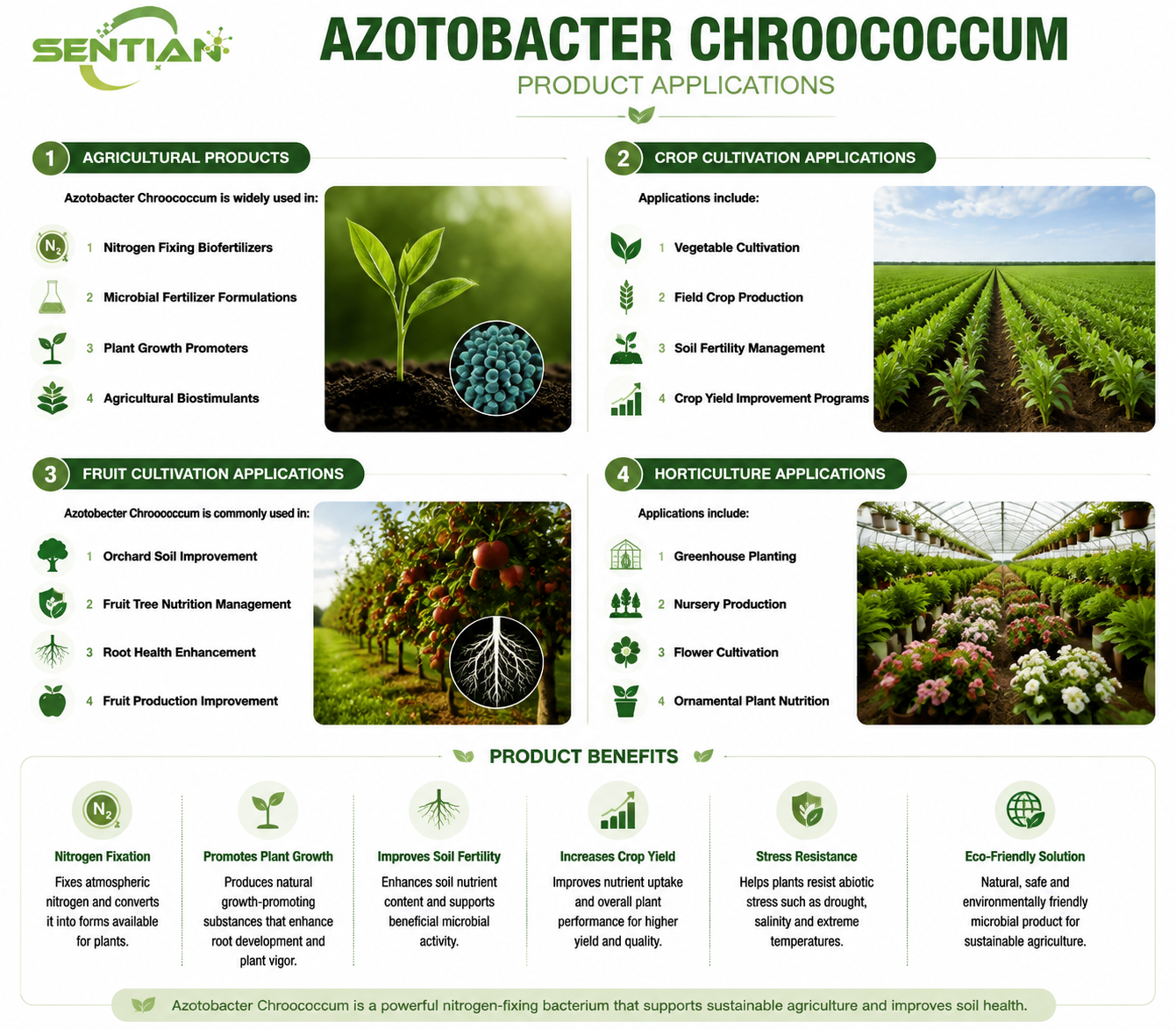 Azotobacter chroococcum（2）