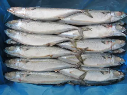 Jack Mackerel All Frozen Mackerel
