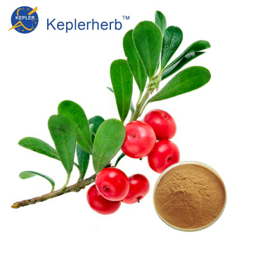 Serbuk ekstrak daun bearberry