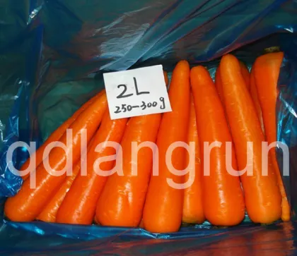 Fresh Carrot to Southeast Asia