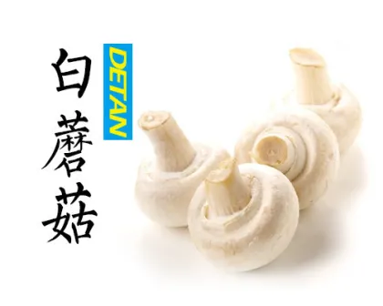 Fresh white button mushroom Delicate Champignon Mushroom