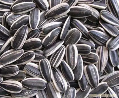 Tasty Dry Sunflower Seeds