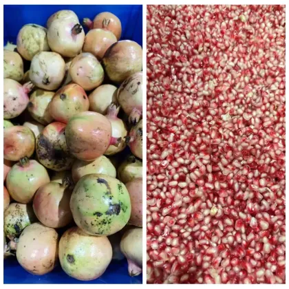 Industrial Fresh Grapes and Berries Stem Separator Machine