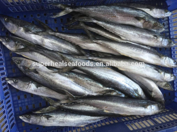 Fresh Frozen Sea Fish Spanish Mackerel For Market
